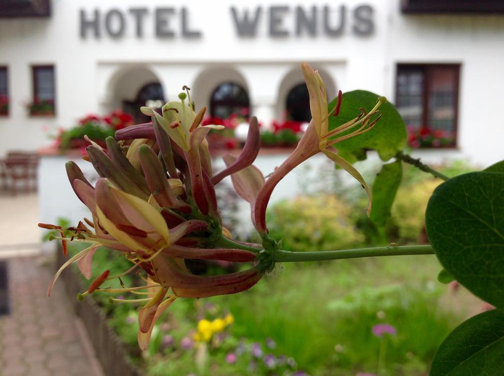 Hotel Wenus Kazimierz Dolny Exteriör bild
